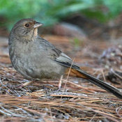 California Towhee